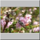 Mimesa sp - Grabwespe 01a 7mm.jpg